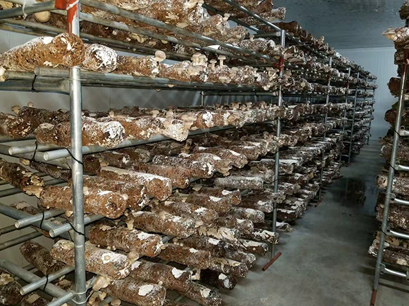 臺(tái)灣菌鮑菇培育多功能冷庫(kù)