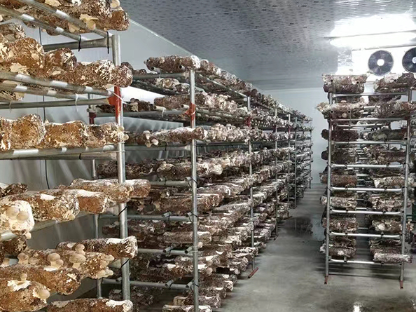 食用菌類冷庫(kù)